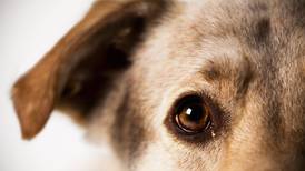 El desgarrador pedido de una veterinaria a los dueños que “ponen a dormir” a sus perros