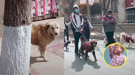Durante desfile de mascotas, perrito sin hogar se pone triste al ver que todos tienen dueño