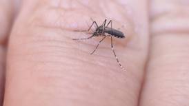 Estudio revela cómo los mosquitos localizan la piel humana