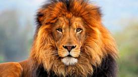 Quería tomarse una foto: hombre muere tras ser atacado por león en zoológico