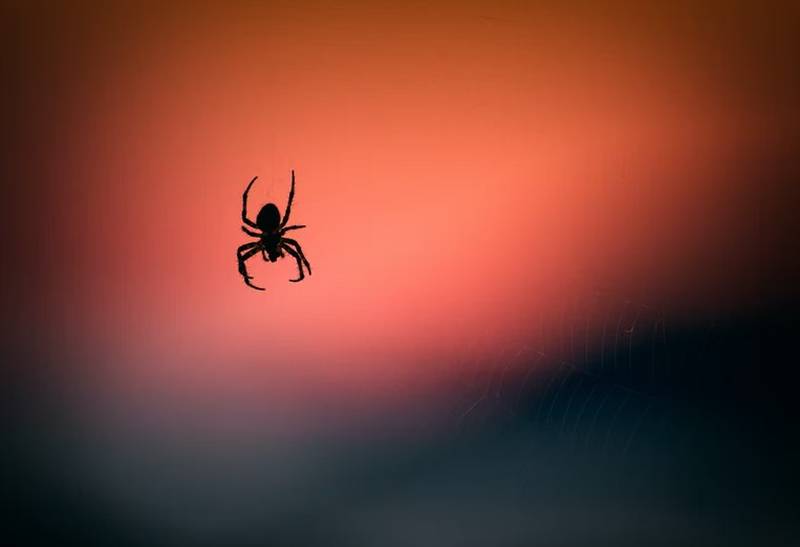 Cuidado con la fobia a las arañas