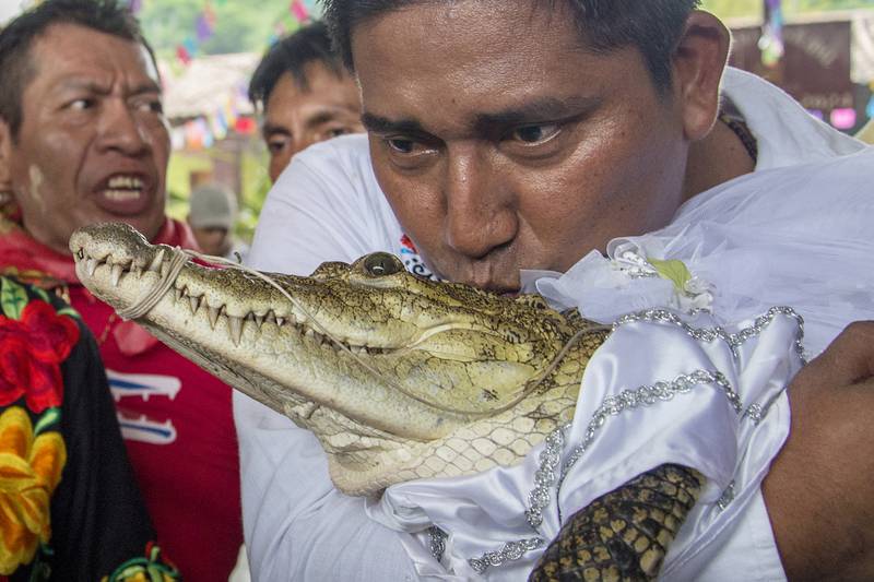 Alcalde se casa con un cocodrilo