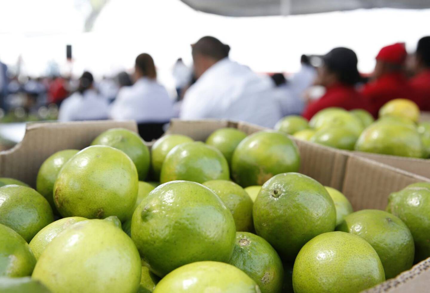 Jalisco es el sexto productor nacional. Atotonilco El Alto es el municipio líder en Jalisco; las regiones Ciénega, Lagunas, Centro y Costa, concentran la producción limonera del Estado.