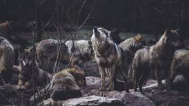 Lobos antiguos dan pistas sobre el origen de los perros
