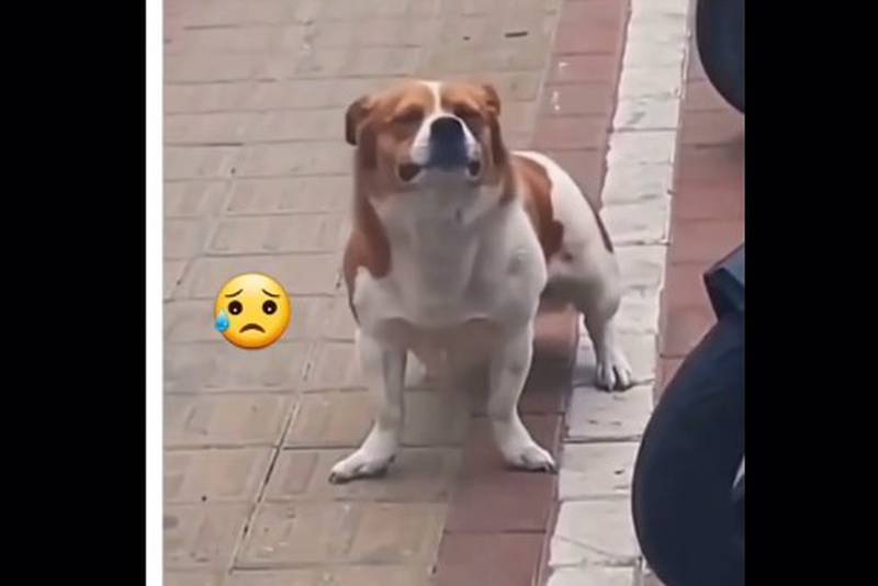 El perrito conmueve a millones de usuarios por su llanto al saber que lo abandonaron