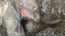 Descubren una cría de mamut lanudo momificado en Canadá