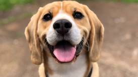 Salvan a 4 mil perros que iban a usar para experimentos