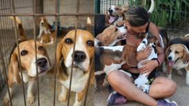 Voluntarios en Estados Unidos intervienen para ayudar a 4000 beagles rescatados de un criadero