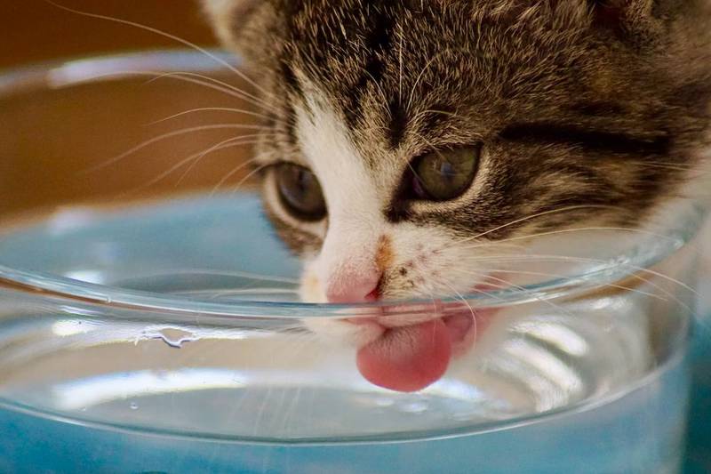 A los gatitos les gusta el agua fresca