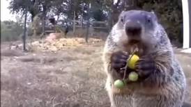 La marmota que se robó la cosecha y se volvió viral