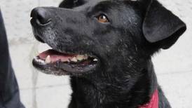 Fallece cazador luego de recibir un disparo por parte de su perro: un accidente que sucede una en un millón de veces