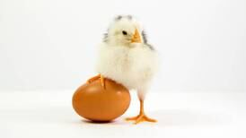 ¿Qué fue primero, el huevo o la gallina?: al fin la ciencia encontró la respuesta