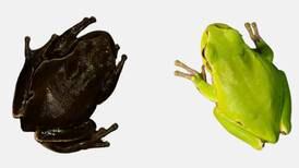 Aparición de ranas negras en Chernóbil muestra la evolución en acción