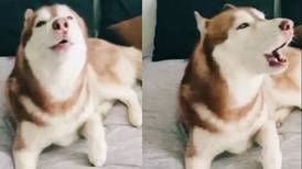 Es viral: Este perrito imita el sonido de la alerta sísmica en México