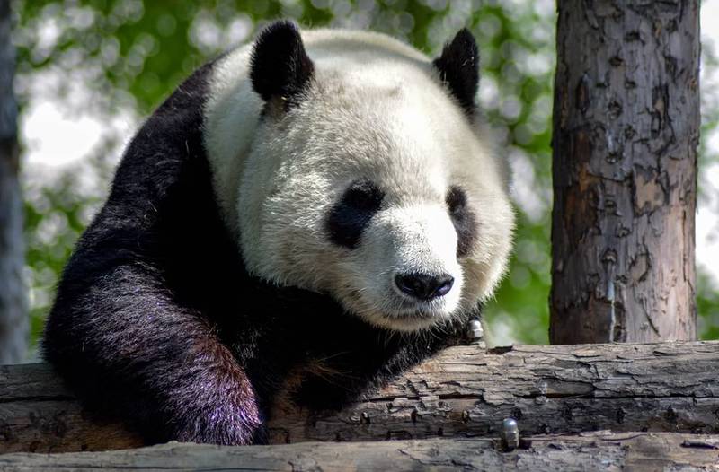 Era un oso panda adorable