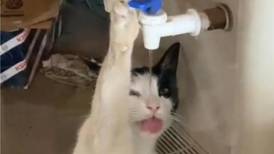 Miles de reacciones luego de capturar a gato tomando agua de dispensador