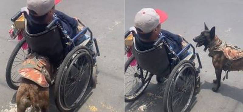 Perrito ayuda a su humano en silla de ruedas