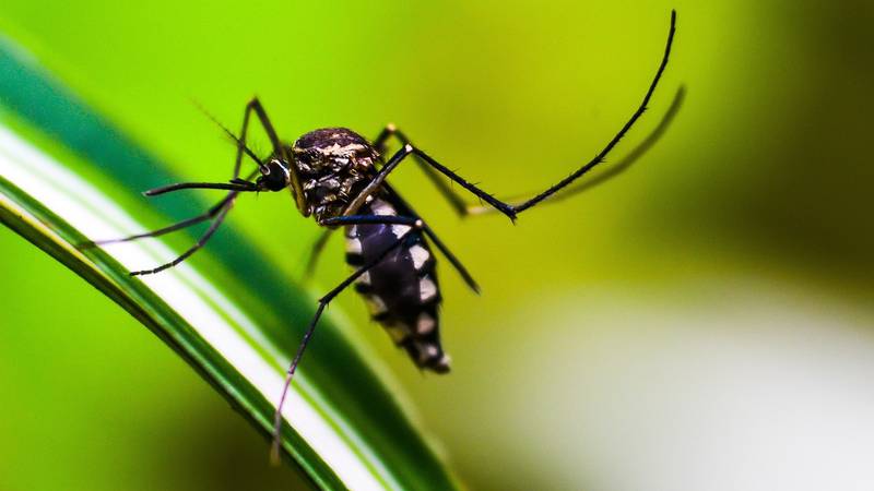 La picadura del zancudo transmisor del dengue ha dejado más de 76 mil casos de dengue en Perú