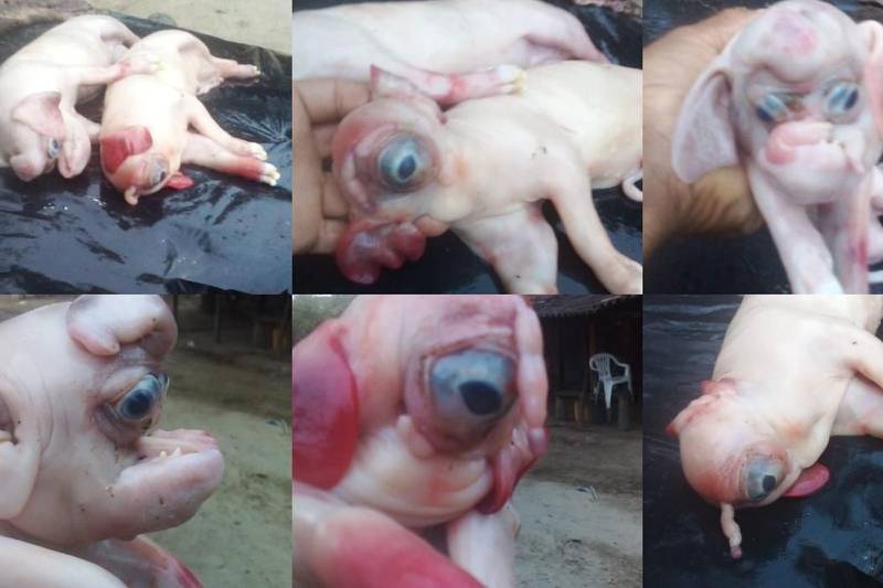 Nacen cerdos con cara de elefante y cabeza de hipopótamo en Colombia