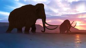 Minero encontró los restos intactos de un mamut bebé con 35 mil años de antigüedad