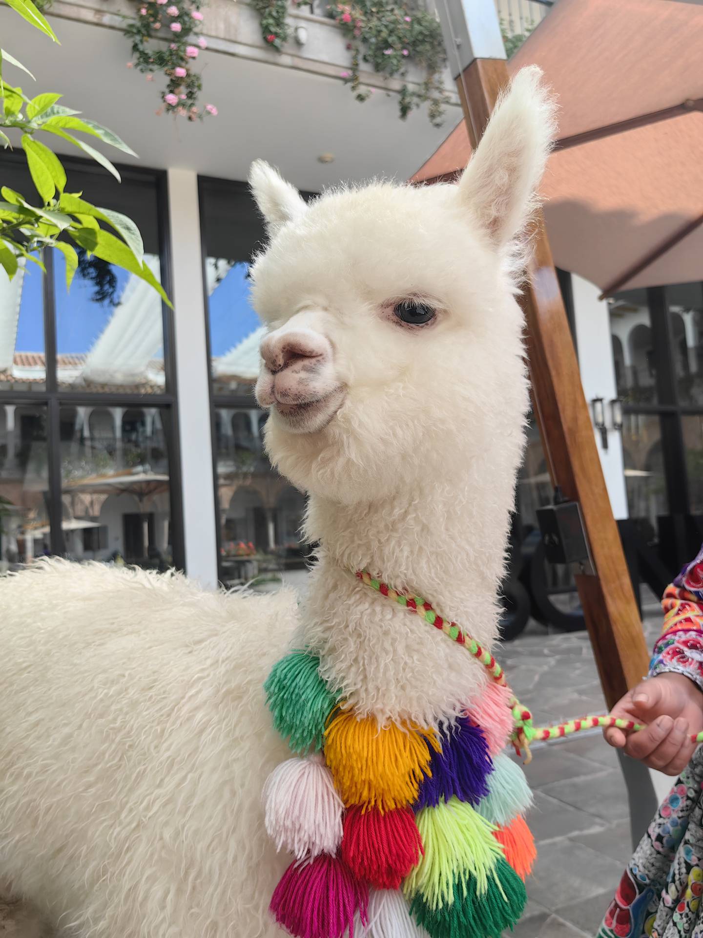 Panchita, la Baby Alpaca del hotel JW Marriott Cusco El Convento. La lana de la baby alpaca es una de las más cotizadas a nivel mundial. Y una de las más caras.