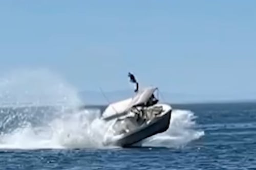 [VIDEO]: Lancha choca a gran velocidad con ballena y deja cinco heridos