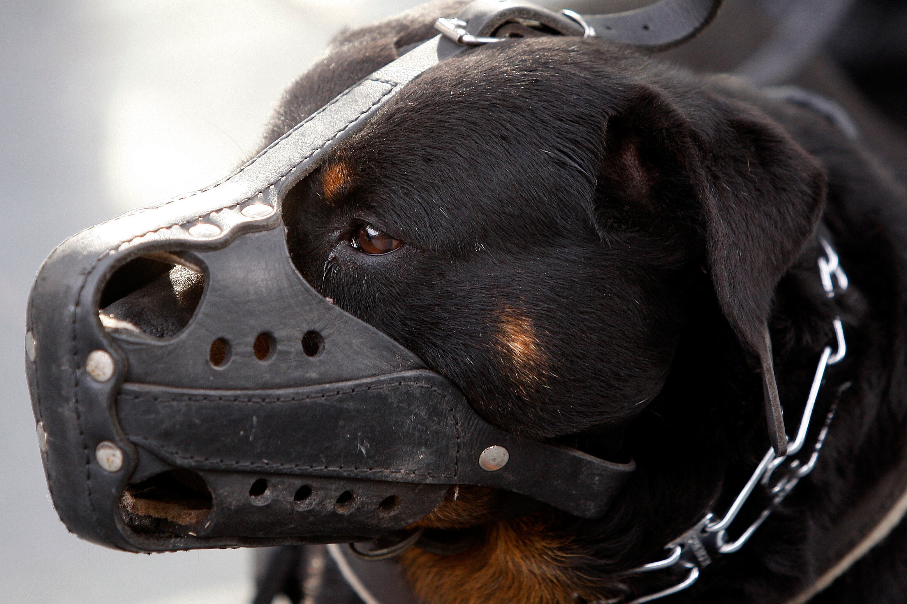 Perro de raza rottweiler.