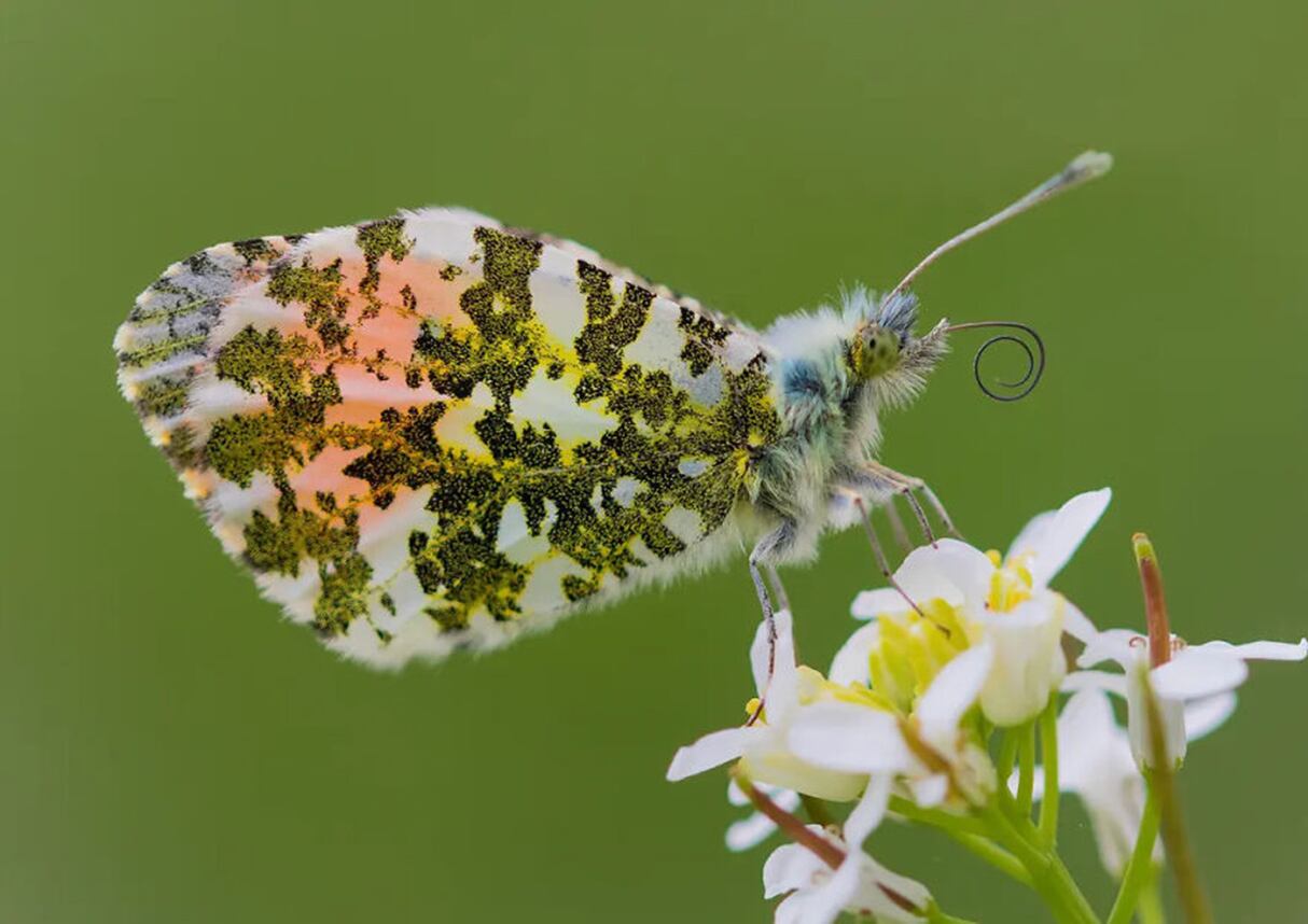 Mariposa de puntas naranjas