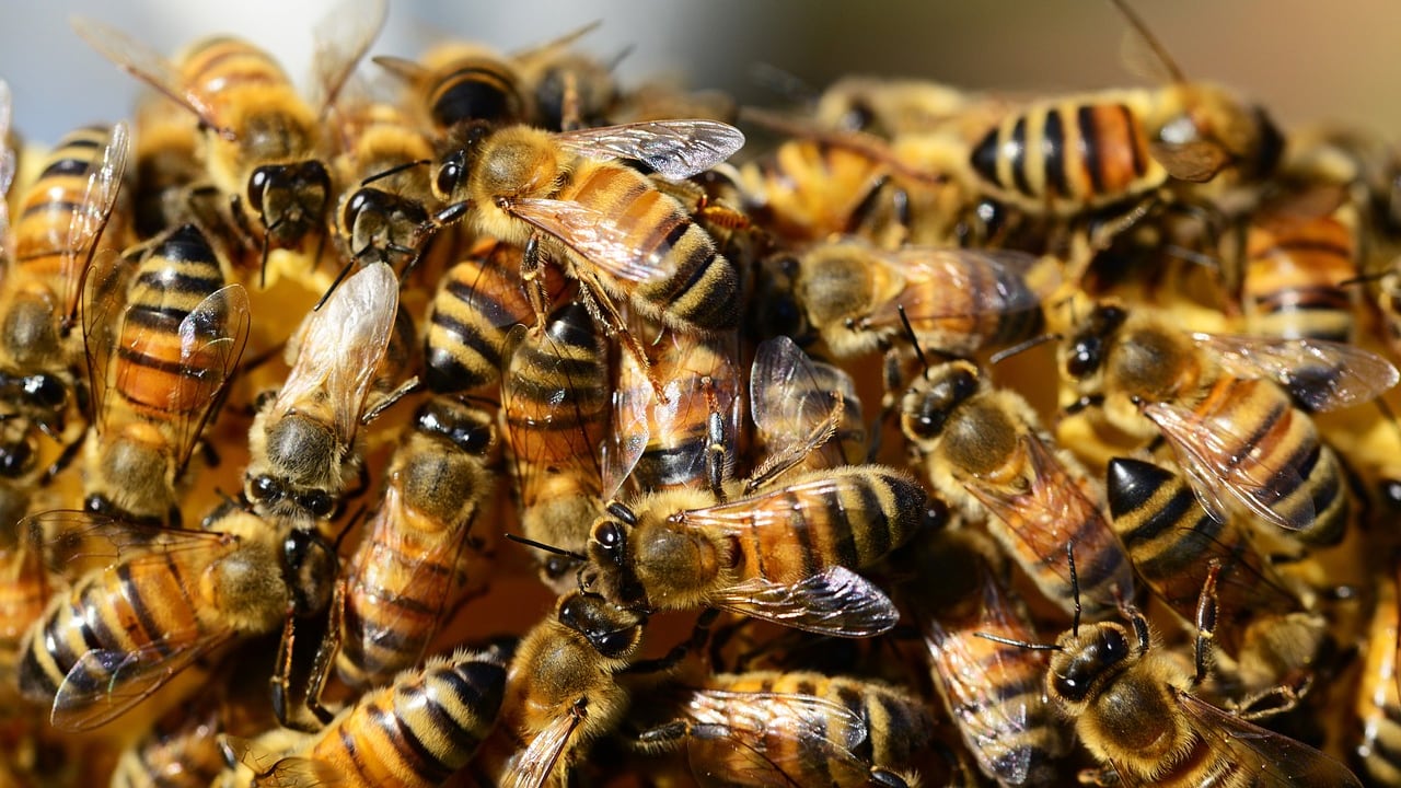 abejas / Pixabay