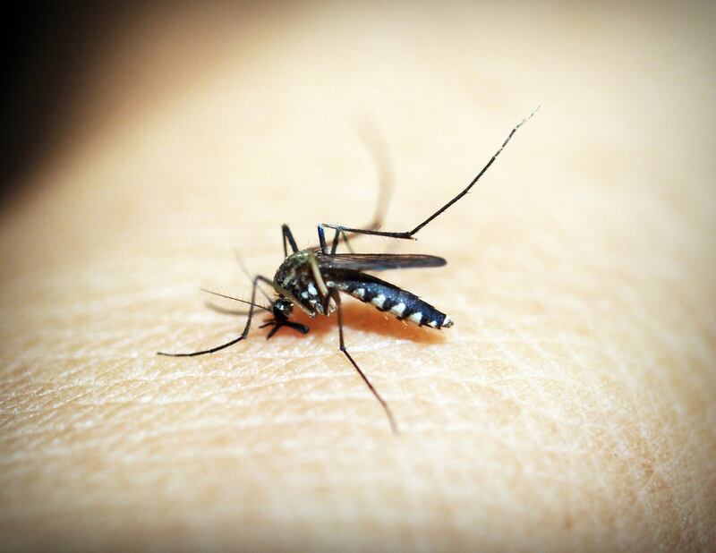 Dengue