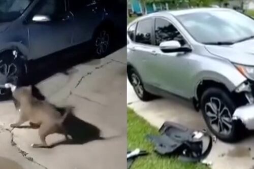Dos pitbull destruyeron auto buscando a una gatita que se escondió en el motor: “Destrozarían a un ser humano”