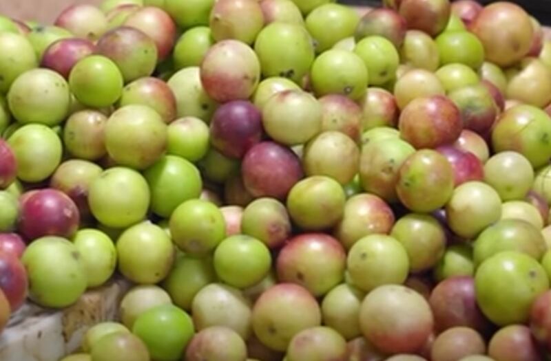 Camu-camu se caracteriza por su alto contenido de ácidos cítricos.