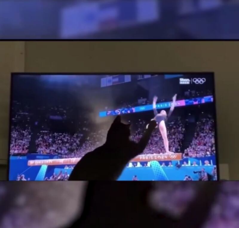 Gato Olimpiadas.