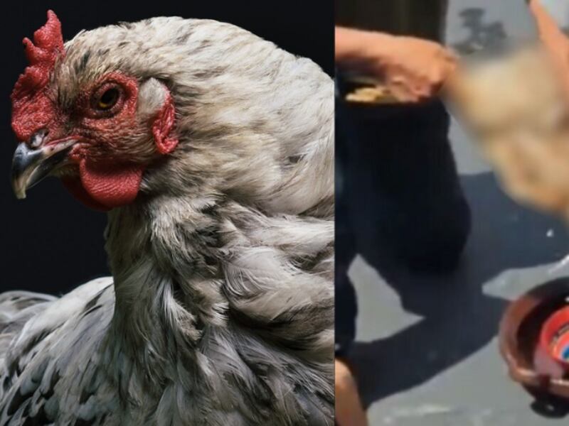 ¿Qué culpa tiene el animal?: Sacrifican a gallina en plena sesión del Congreso en México 