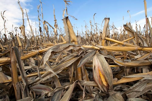 Producción de comida podría agravar calentamiento para 2100
