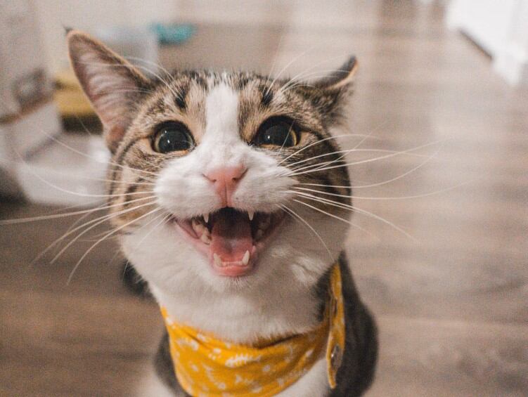Los gatitos son muy divertidos