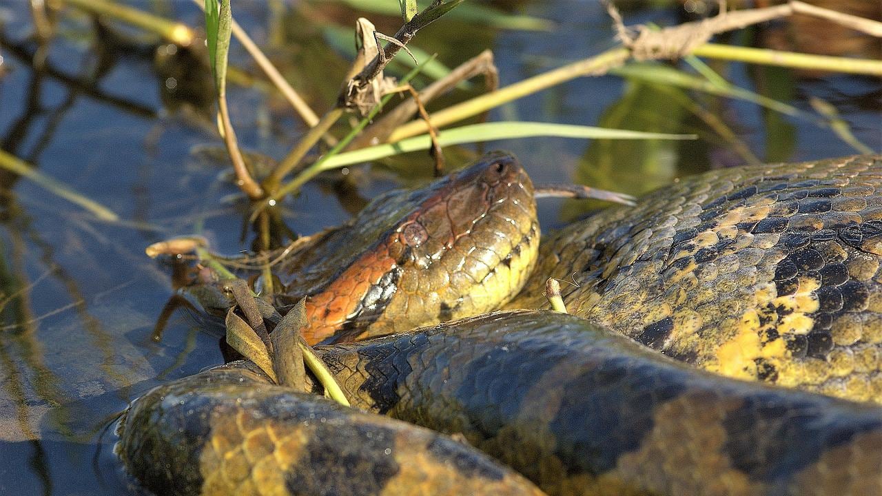 Una anaconda brasileña