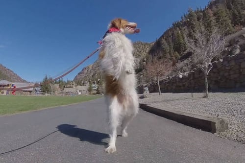 Dexter, el perro que aprendió a caminar como una persona luego de perder una pata en un accidente