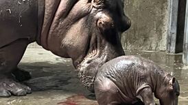 Nace cría de hipopótamo en el Zoológico de Cincinnati