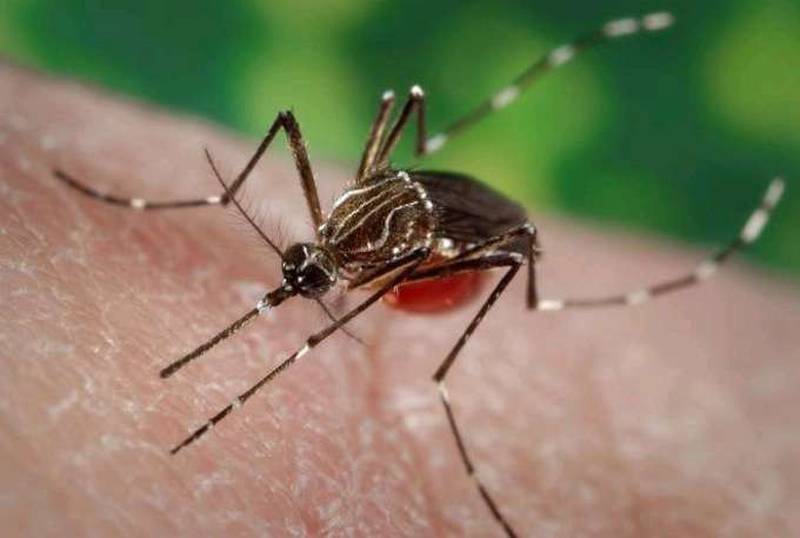 Mosquito transmisor del dengue llegó al sur de Europa, preocupa su rápida expansión