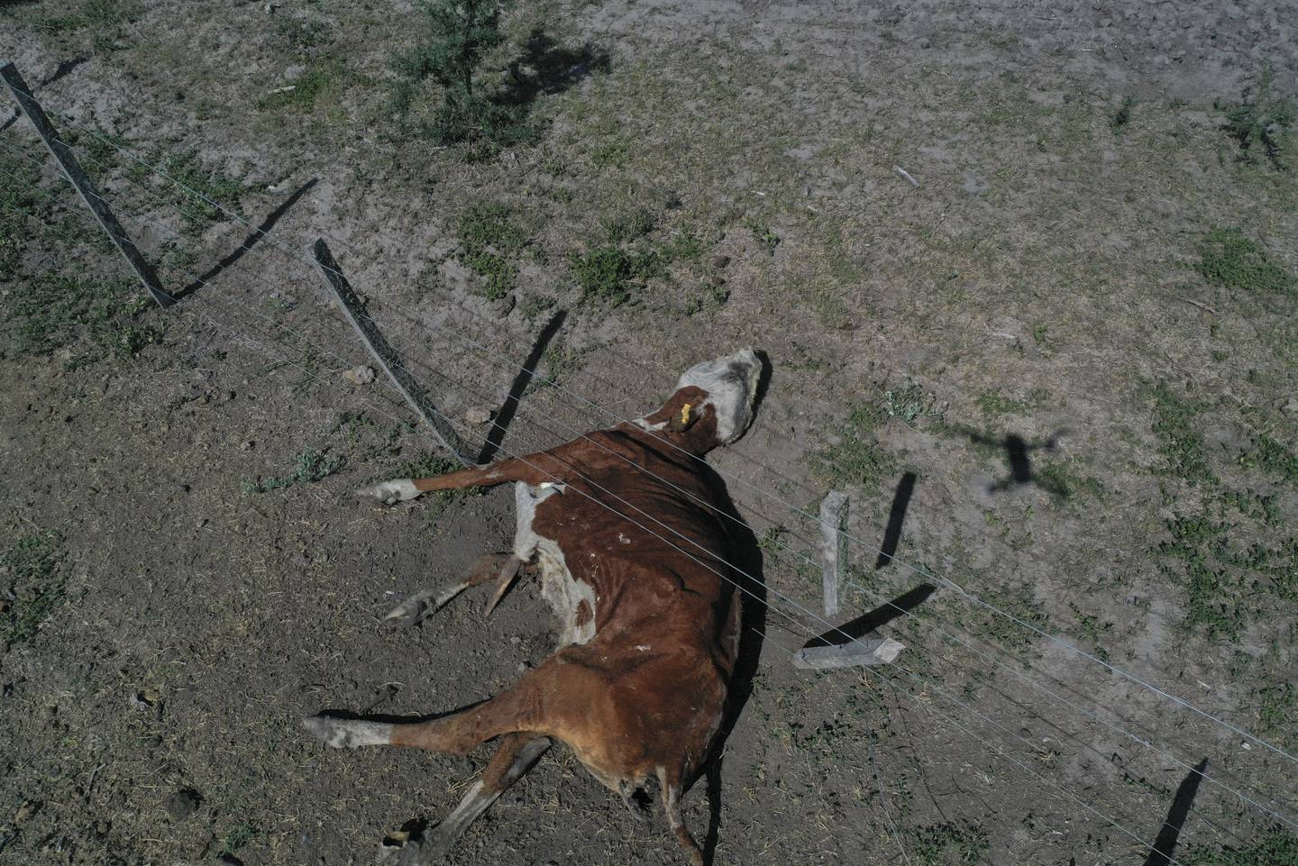 Sequía mata a miles de animales y daña cultivos en Argentina