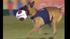 Alto ahí señores: perro policía irrumpió en plena final y ‘decomisó’ el balón