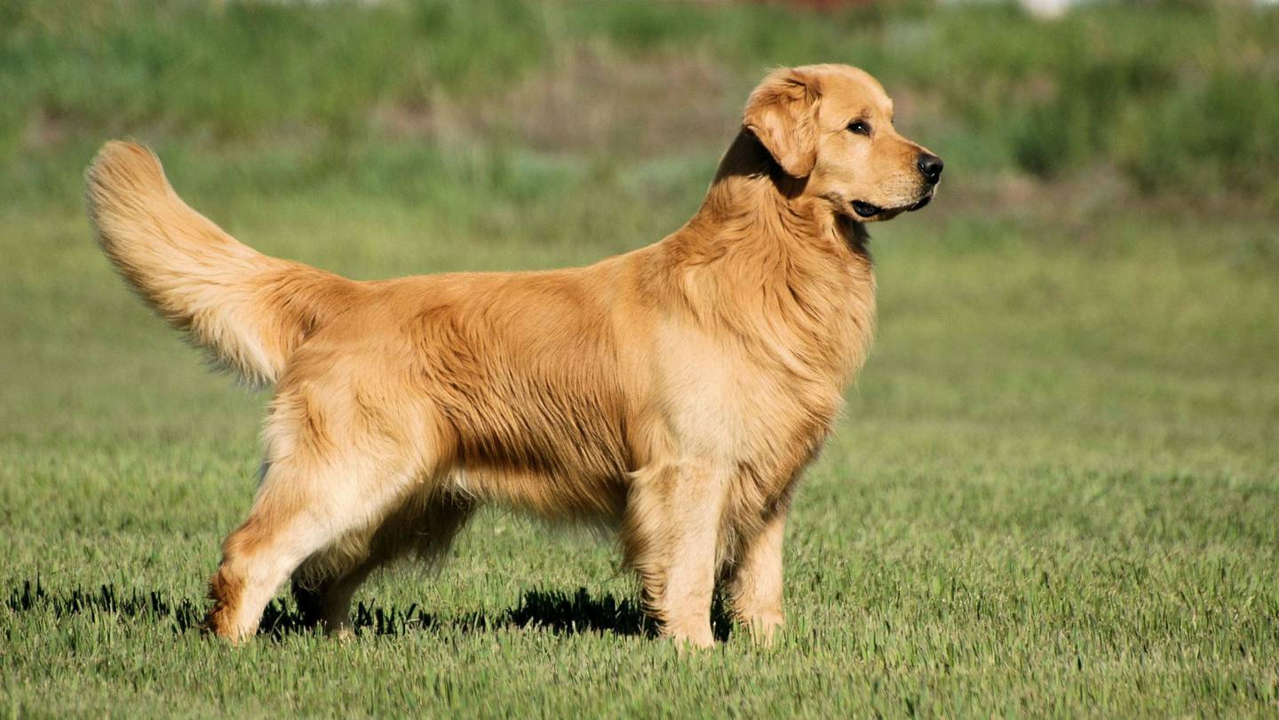 Los golden retriever, misma raza que el cachorro del vídeo, se caracterizan por un comportamiento encantador.
